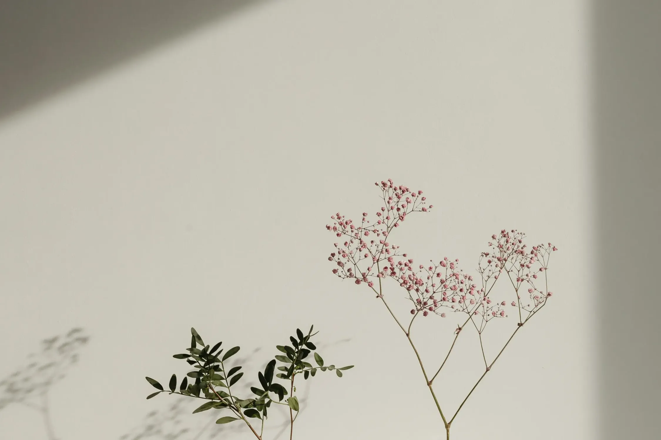 Fleurs délicates projetant leurs ombres sur un mur baigné de lumière